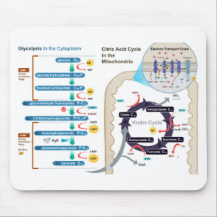 Diagram of Cellular Respiration Glycolysis Chart Mouse Mat