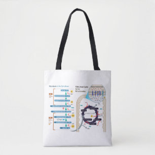 Diagram of Cellular Respiration Glycolysis Chart Tote Bag