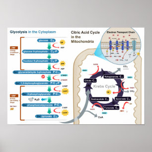 Diagram of Cellular Respiration Glycolysis Poster