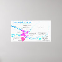 Diagram of gene transcription factors