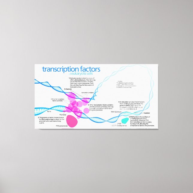 Diagram of gene transcription factors canvas print (Front)
