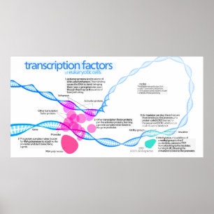 Diagram of gene transcription factors poster