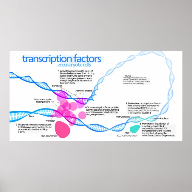Diagram of gene transcription factors poster (Front)