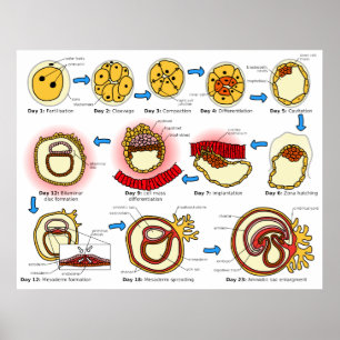 Diagram of Human Embryogenesis Reproductive System Poster
