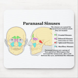 Diagram of Human Paranasal Sinuses Mouse Mat