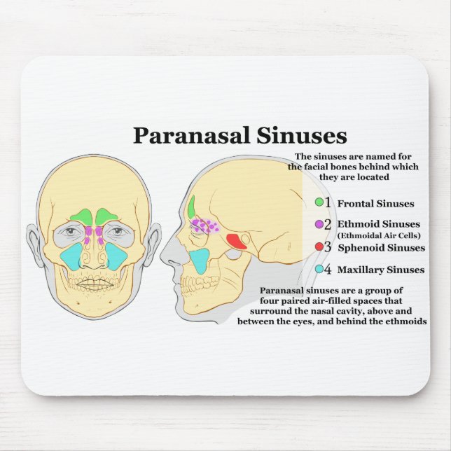 Diagram of Human Paranasal Sinuses Mouse Mat (Front)