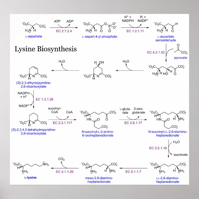 Diagram of Lysine Biosynthesis Poster (Front)