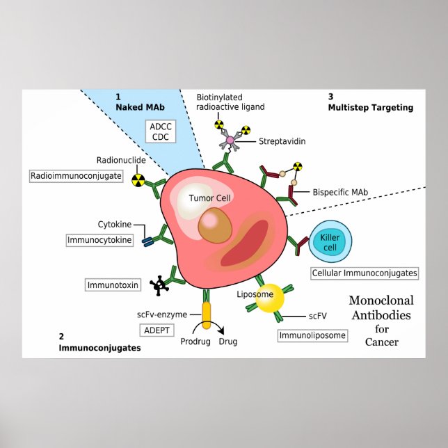 Diagram of Monoclonal Antibodies for Cancer Poster (Front)