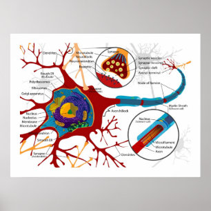 Diagram of Neurons Nerve cells Poster
