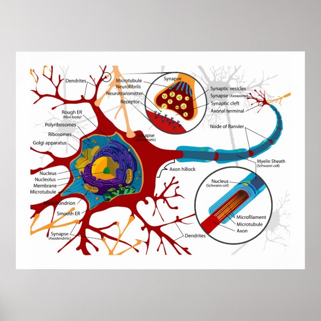 Diagram of Neurons Nerve cells Poster (Front)