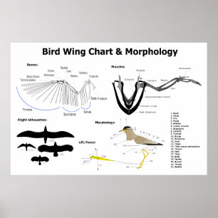 Diagram of the Anatomy of Bird Wings Poster