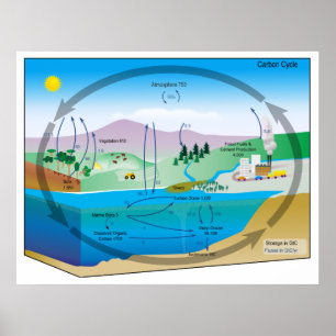 Diagram of the Biogeochemical Carbon Cycle Poster