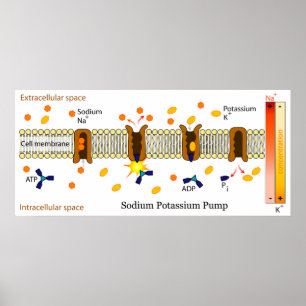 Diagram of the Biological Sodium Potassium Pump Poster