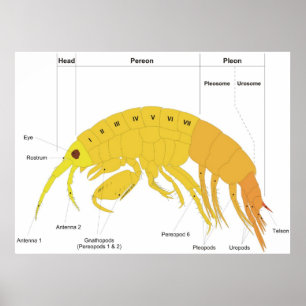 Diagram of the Body Plan of an Amphipod Poster