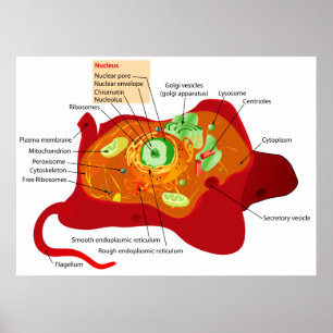 Diagram of the Cell Structure of an Animal Cell Poster