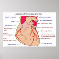 Diagram of the Coronary Arteries of a Human Heart