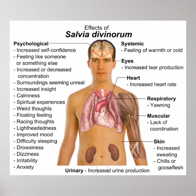 Diagram of the Effects of Salvia Divinorum Plant Poster (Front)