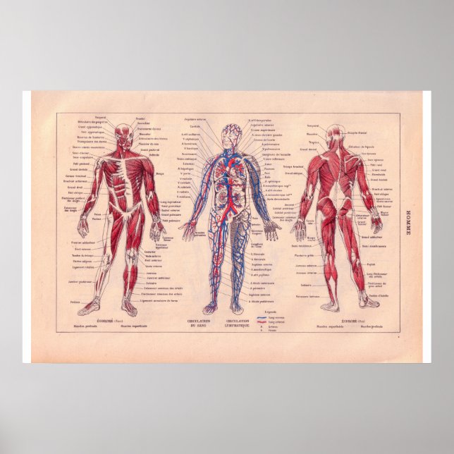 Diagram of the human body, French 1920 Poster (Front)