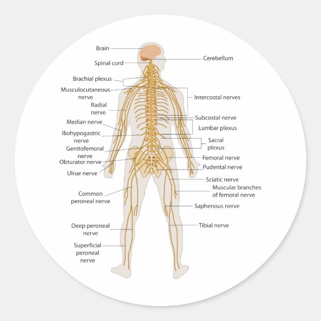 Diagram of the Human Body's Nervous System Classic Round Sticker (Front)