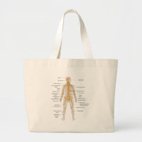 Diagram of the Human Body's Nervous System