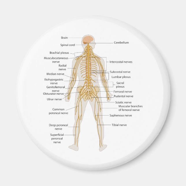 Diagram of the Human Body's Nervous System Magnet (Front)