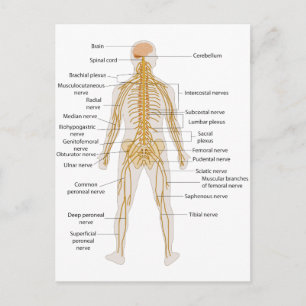 Diagram of the Human Body's Nervous System Postcard