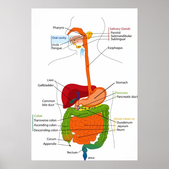 Diagram of the Human Gastrointestinal Tract Poster (Front)