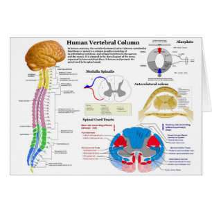 Diagram of the Human Vertebral Column