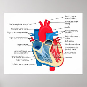 Diagram of the Individual Parts of the Human Heart Poster