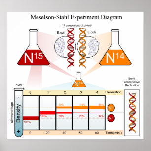 Diagram of the Meselson Stahl Experiment DNA Poster