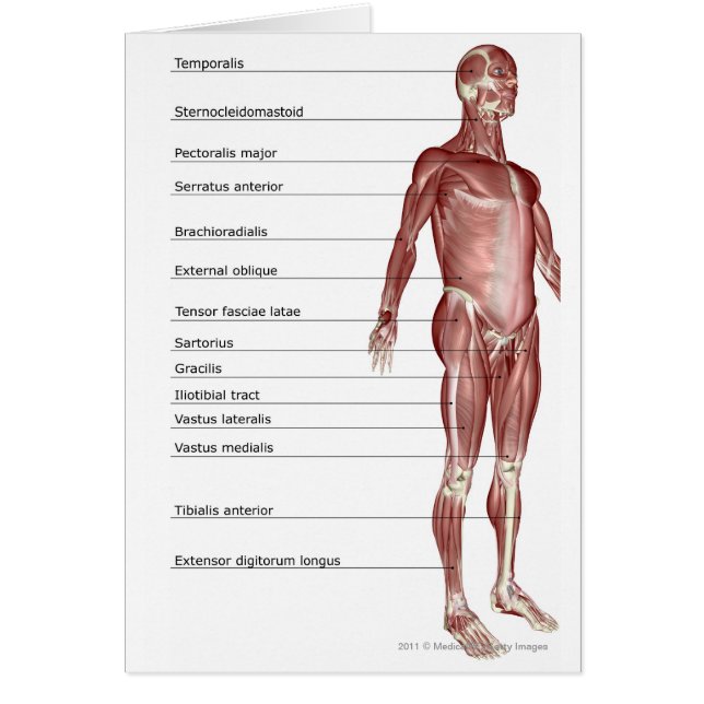 Diagram of the muscular system (Front)