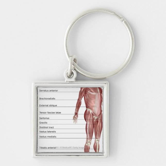 Diagram of the muscular system key ring (Front)