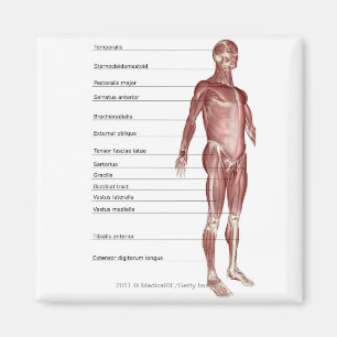 Diagram of the muscular system magnet