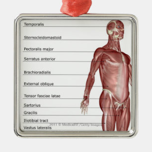 Diagram of the muscular system metal tree decoration