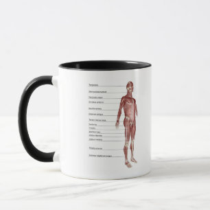 Diagram of the muscular system mug