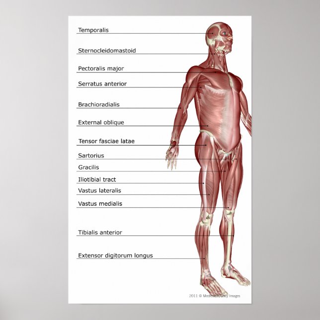Diagram of the muscular system poster (Front)