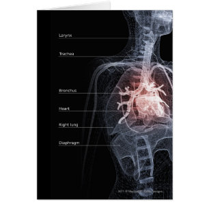 Diagram of the respiratory system and the heart