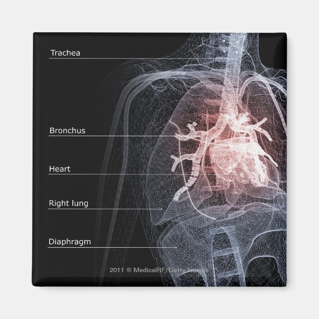 Diagram of the respiratory system and the heart magnet (Front)
