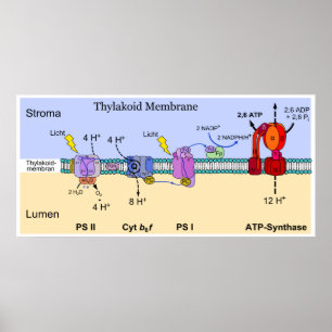 Diagram of the Thylakoid Membrane of Chloroplasts Poster