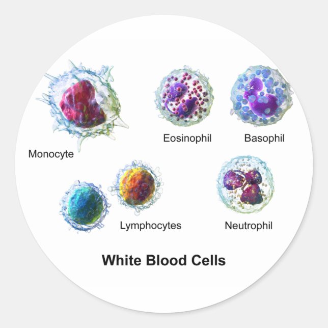 Diagram of White Blood Cells Leukocytes Classic Round Sticker (Front)