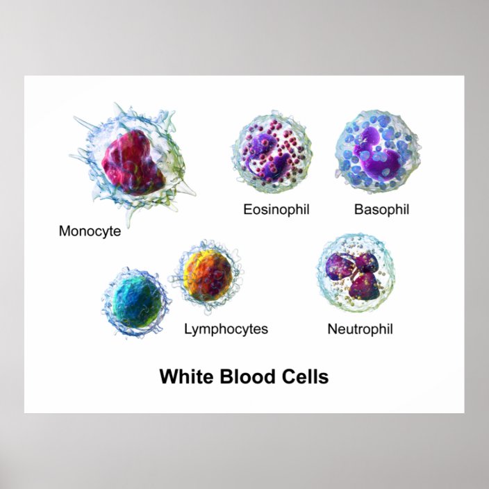 diagram-of-white-blood-cells-leukocytes-poster-zazzle-co-uk