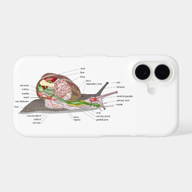 Diagram snail Helix aspersa split-sectioned organ  (Back (Horizontal))