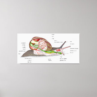 Diagram snail Helix aspersa split-sectioned organ Canvas Print