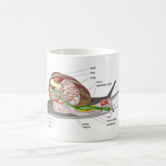 Diagram snail Helix aspersa split-sectioned organ Coffee Mug