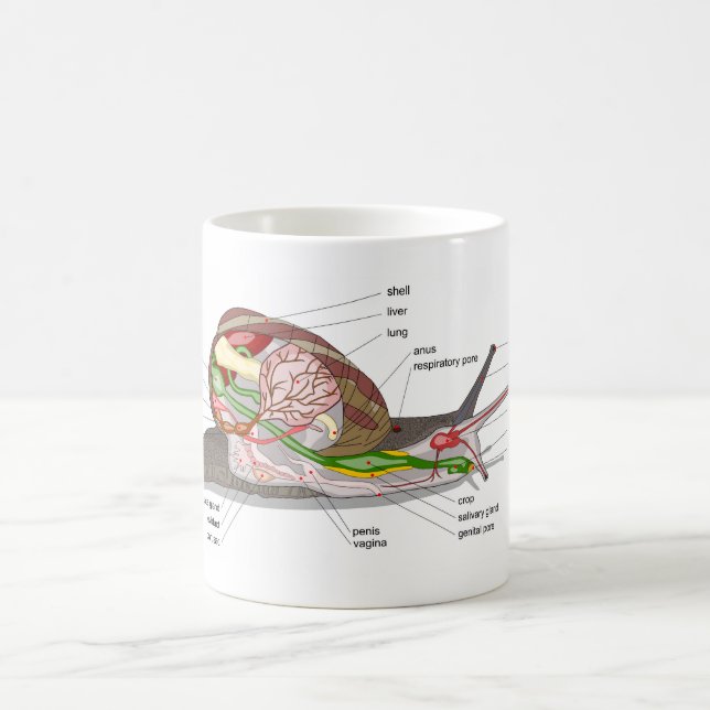 Diagram snail Helix aspersa split-sectioned organ  Coffee Mug (Center)