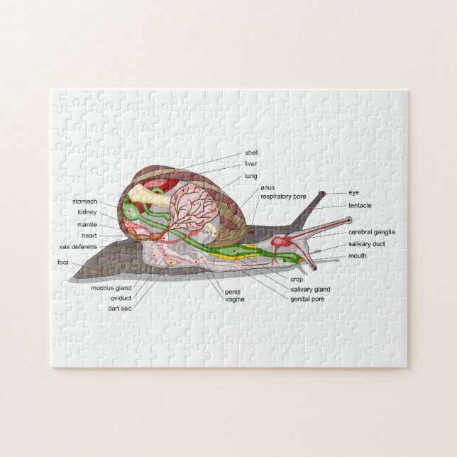  Diagram snail Helix aspersa split-sectioned organ Jigsaw Puzzle (Horizontal)