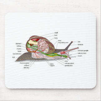 Diagram snail Helix aspersa split-sectioned organ Mouse Mat