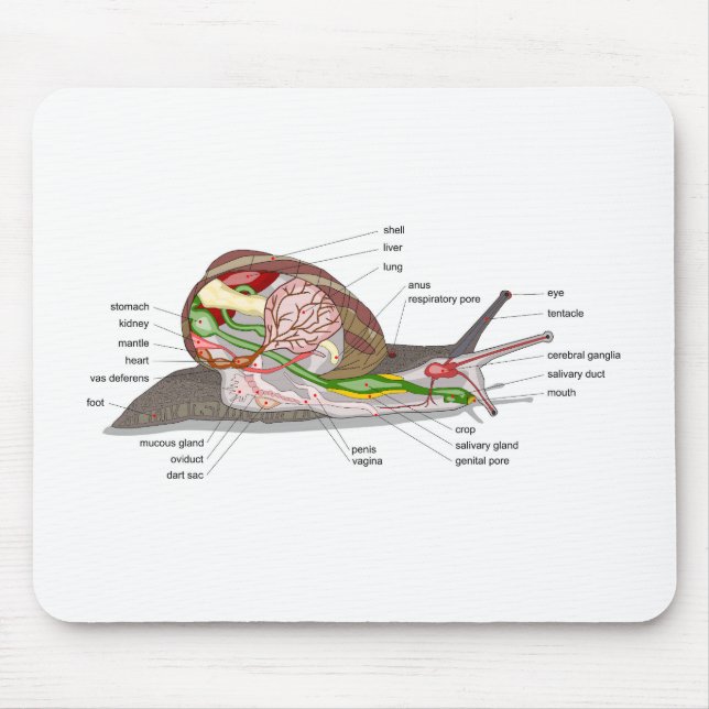 Diagram snail Helix aspersa split-sectioned organ  Mouse Mat (Front)