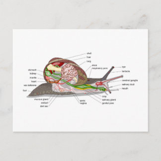Diagram snail Helix aspersa split-sectioned organ Postcard