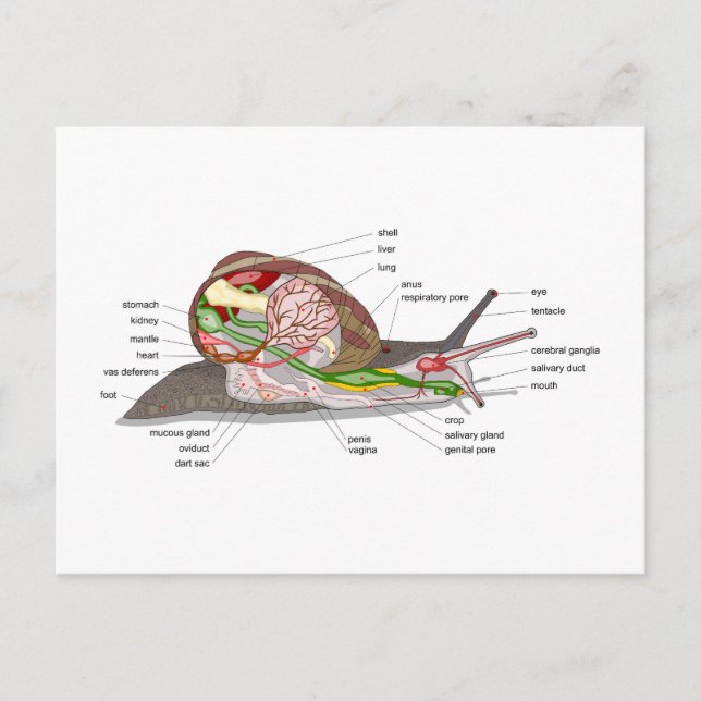 Diagram snail Helix aspersa split-sectioned organ  Postcard (Front)